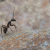 Y a-t-il un traitement efficace contre les insectes à Saint-Étienne ?