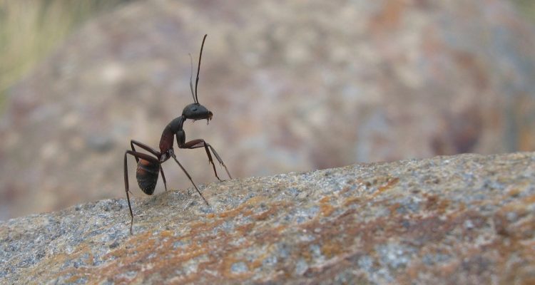 Y a-t-il un traitement efficace contre les insectes à Saint-Étienne ?