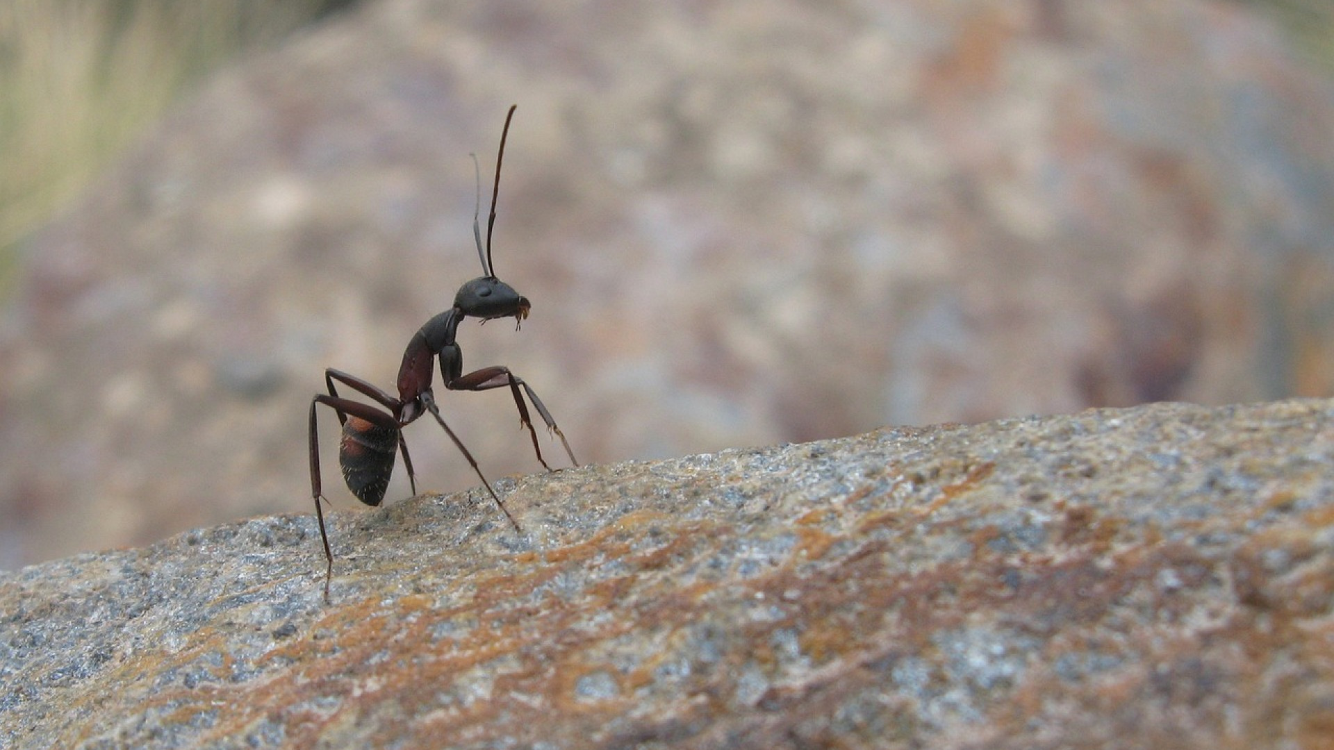 Y a-t-il un traitement efficace contre les insectes à Saint-Étienne ?